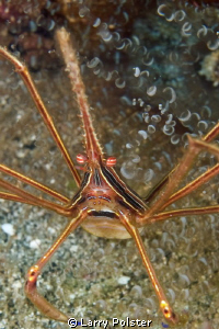 Arrow Crab, face shot. D300-60mm by Larry Polster 